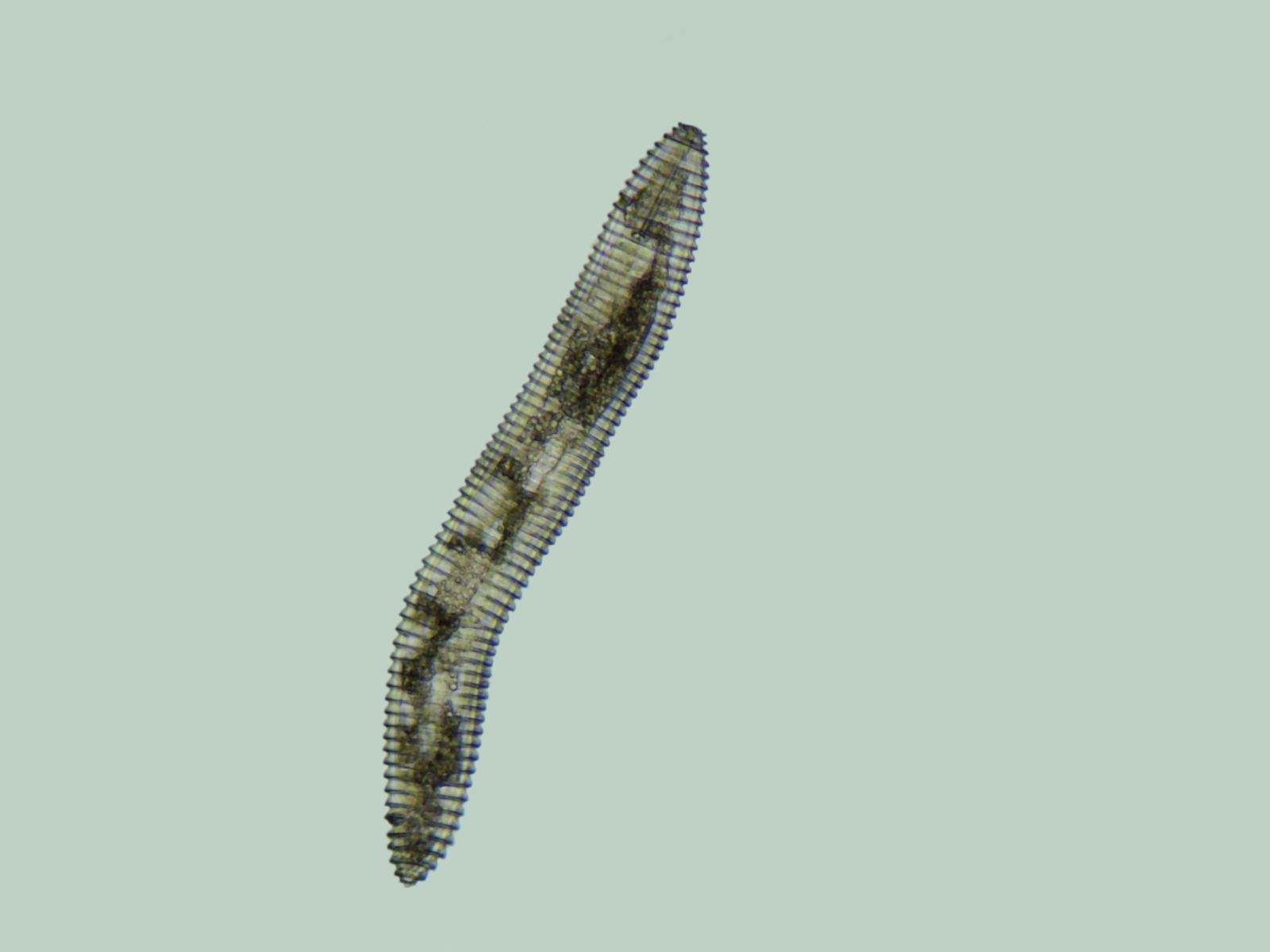 Scientific Gallery 1