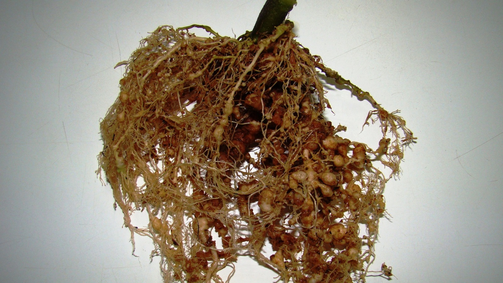 Scientific Gallery 12