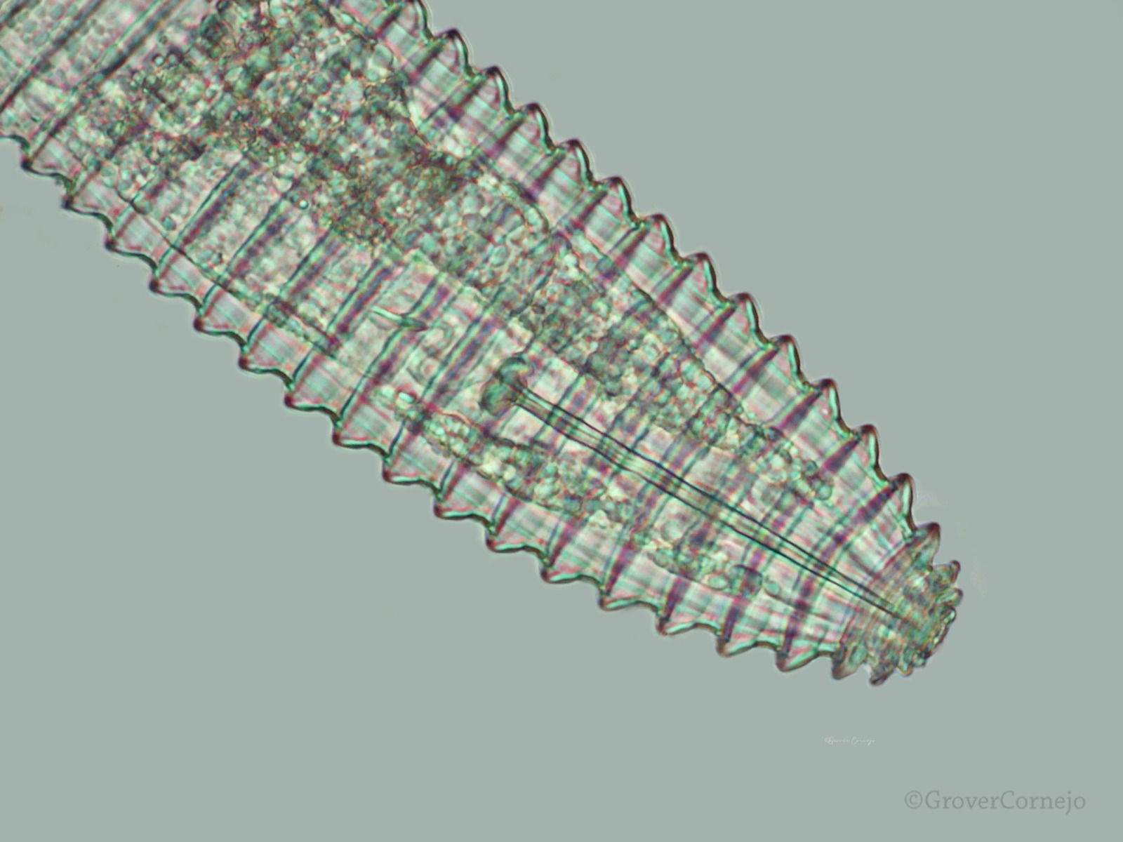 Scientific Gallery 2